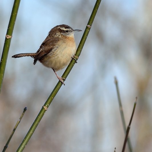 Carolinawinterkoning